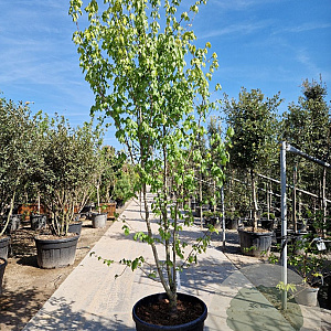 Acer rubrum 'Franksred' 250-300 cm container meerstammig 3 stam