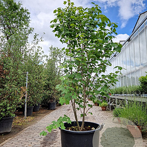 Acer rubrum 175-200 cm cont. 110L