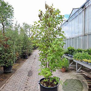 Acer rubrum 200-250 cm cont. 110L