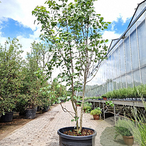 Acer rubrum 200-250 cm cont. 95L