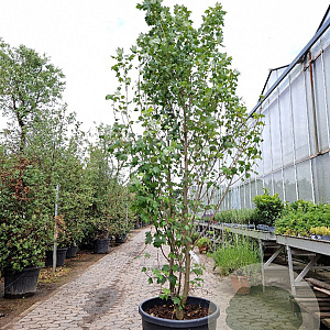 Acer rubrum 250-300 cm cont. 95L