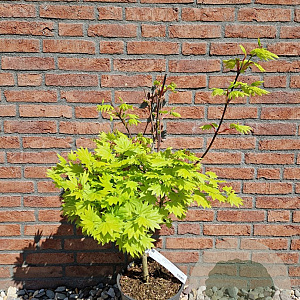Acer shirasawanum 'Aureum' 40-50 cm 6L