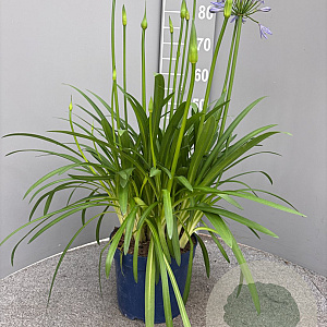 Agapanthus Amourette Superb GM C5