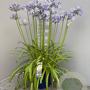 Agapanthus Amourette Superb GM C5
