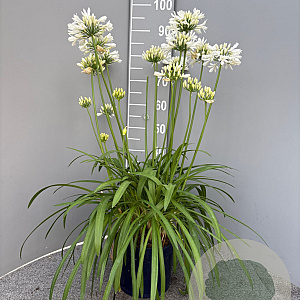 Agapanthus Amourette Superb White GM C5