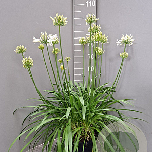 Agapanthus Amourette Superb White GM C5