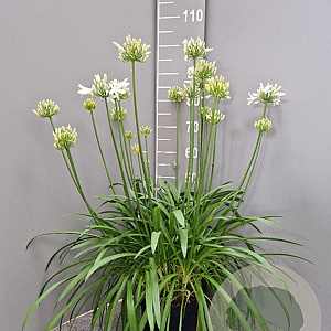 Agapanthus Amourette Superb White GM C5