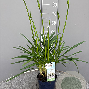 Agapanthus Amourette Superb White GM P17