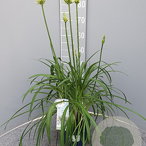 Agapanthus Amourette Superb White GM P17