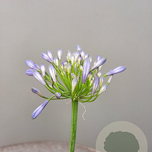 Agapanthus 'Dr Brouwer' GM 9L