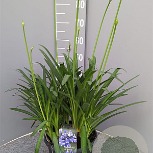 Agapanthus 'Dr Brouwer' GM 9L