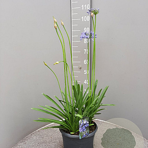 Agapanthus 'Dr Brouwer' GM 9L
