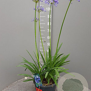 Agapanthus 'Dr Brouwer' GM 9L