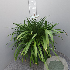 Agapanthus Eydori White GM 25L