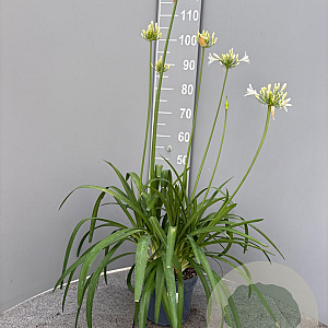 Agapanthus Eydori White GM C3