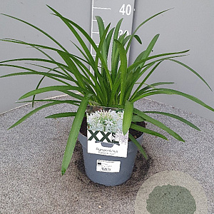 Agapanthus Eydori White GM C3