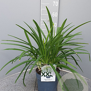 Agapanthus Eydori White GM C3