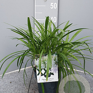 Agapanthus Eydori White GM P15