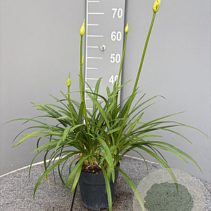 Agapanthus Eydori White GM P15