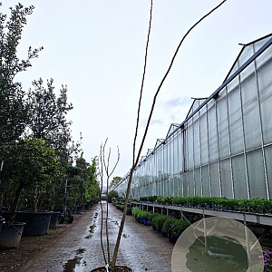 Albizia julibr. Ombrella 200-250 cm 35L