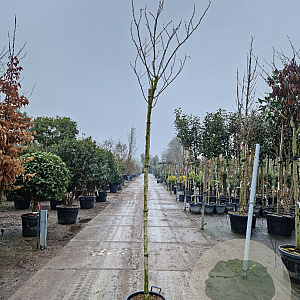 Albizia julibrissin 200 cm stam 30L 8-10
