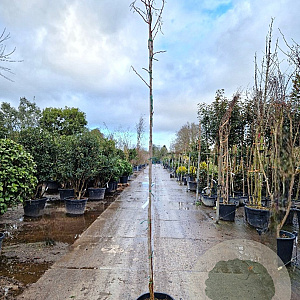 Albizia julibrissin 200 cm stam container 6-8