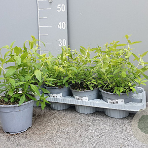 Aloysia triphylla P14