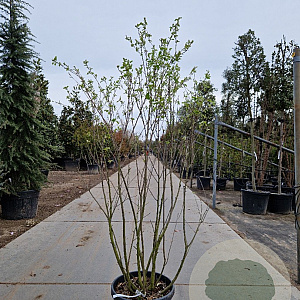 Amelanchier aln. 'Smoky' 150-175 cm 25L