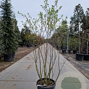 Amelanchier aln. 'Smoky' 150-175 cm 25L