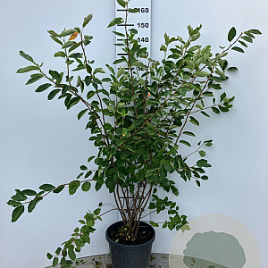 Amelanchier lamarckii 125-150 cm 25L