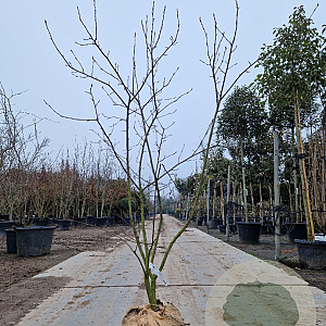 Amelanchier lamarckii 150-175 cm 25L