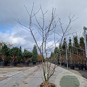 Amelanchier lamarckii 175-200 cm container meerstammig