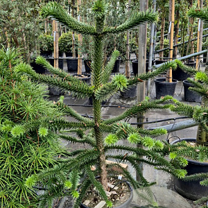 Araucaria araucana 130-140 cm 35L kegel
