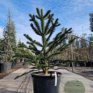 Araucaria araucana 130-140 cm cont. 70L