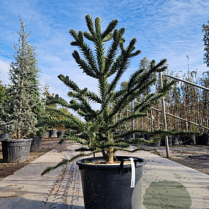 Araucaria araucana 130-140 cm cont. 70L