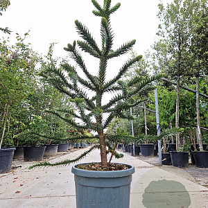 Araucaria araucana 140-150 cm 45L