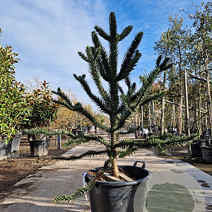 Araucaria araucana 140-150 cm cont. 70L