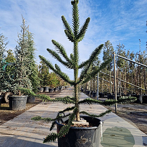 Araucaria araucana 160-170 cm 7,5L 3-5 tak