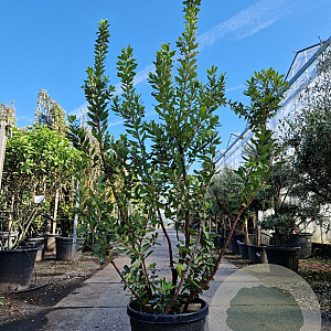 Arbutus unedo 175-200 cm 45L