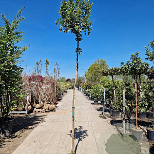 Arbutus unedo 230 cm stam container meerstammig dakvorm