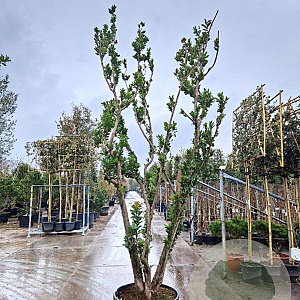 Arbutus unedo 350-400 cm cont. 175L meerstammig