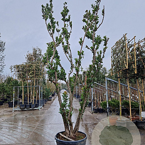 Arbutus unedo 350-400 cm cont. 175L meerstammig