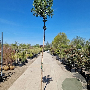 Arbutus unedo 80-100 cm 7,5L