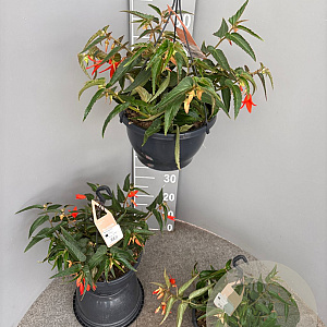 Begonia 'Bon Fire' gm 4,0L