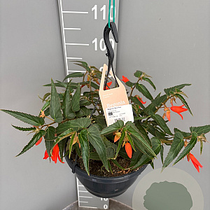Begonia 'Bon Fire' gm 4,0L