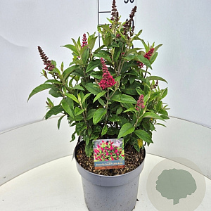 Buddleja d. B. Candy Little Ruby 50-60 cm 20L