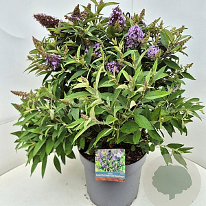 Buddleja d. B. Candy Lila Sweeth. 40-50 cm 10L