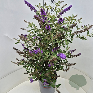 Buddleja Free Petite Blue Heaven 80-100 cm 10L