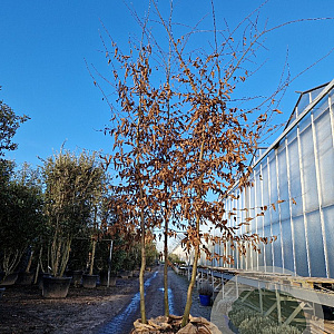 Carpinus betulus 350-400 cm container meerstammig