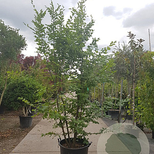 Carpinus betulus 350-400 cm container meerstammig